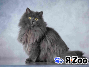 Нежная ласковая кошечка Котюня в Москве