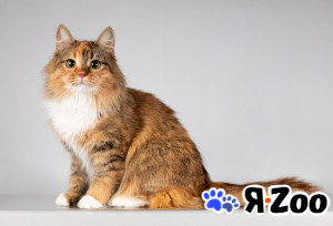 Нежная ласковая кошечка Фиона в Москве