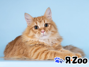 Нежный ласковый рыжий котик Лютик в Москве