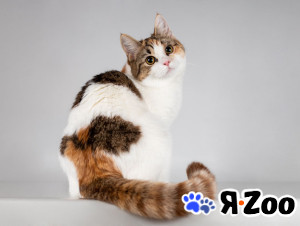 Юная ласковая трехцветная кошечка Ника в Москве