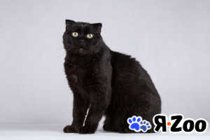 Чёрный вислоухий красавец кот Фауст в Москве