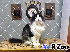 Нежный пушистый красавец Рычардо в Москве