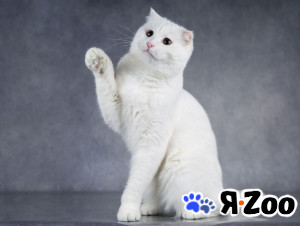 Интеллигентный ласковый глухой котик Эклер в Москве даром