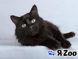 Ласковый чёрный пушистый котик Хеликс в Москве
