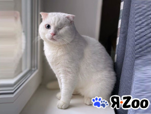 Ласковый шотландский кот Маугли в Москве