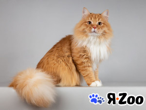 Нежный ласковый юный котик Пушкин в Москве