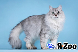 Ласковый котик Ринальдо в добрые руки в Москве