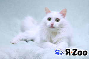 Нежный ласковый белый котик Тимоша в Москве