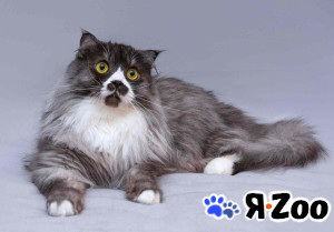 Большой добрый кот Рома в добрые руки в Москве