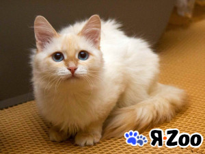 Нежная ласковая кошечка Синди в добрые руки в Москве