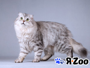 Нежная ласковая кошечка Сирень в добрые руки в Москве