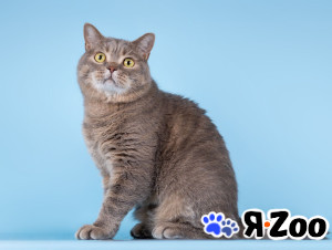 Нежный ласковый котик Митенька в добрые руки в Москве