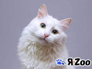 Нежный ласковый котик Никита в добрые руки в Москве