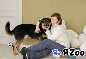 Общительный и ласковый пёс Баграй в добрые руки в Москве даром