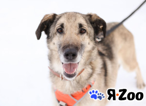 Добродушная собачка Виста в добрые руки в Москве даром