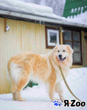 Пушистая, добрая, красивая собака Уля в добрые руки в Москве даром