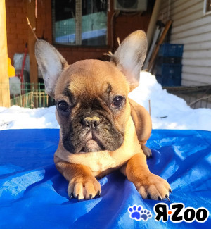 Щенки французкого бульдога в Пушкино 25 000 руб.