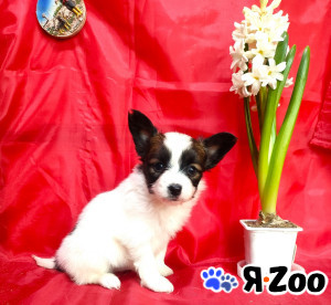 Щенки папийона в Пушкино 35 000 руб.