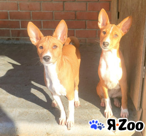 Щенки басенджи в Пушкино 35 000 руб.