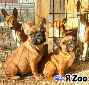 Щенки французкого бульдога в Пушкино 25 000 руб.