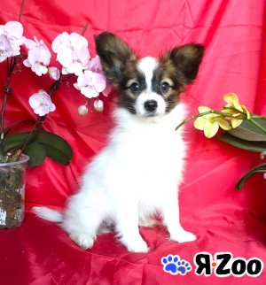 Щенки папийона в Пушкино 35 000 руб.