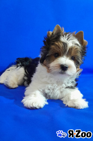 Мальчик бивер среднего размера в Москве 55 000 руб.