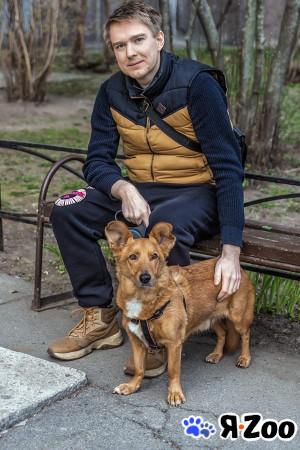 Метис корги и лисы? Нет, это ваш будущий лучший друг даром