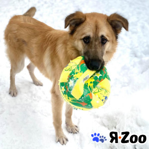 Обалденная собака Джордж в добрые руки в Москве даром