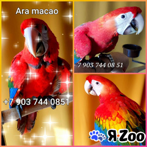 Красный ара (Ara macao) ручные птенцы из питомника в Москве договорная