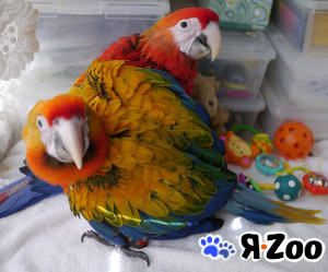 Гибрид ара Камелот - птенцы в Москве договорная