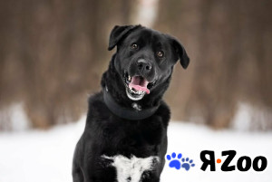 Чёрный богатырь Макс в добрые руки в Москве даром