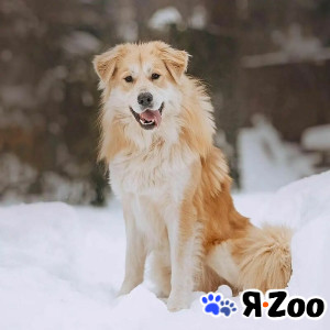 Шикарный пёс Нортон в добрые руки в Москве даром