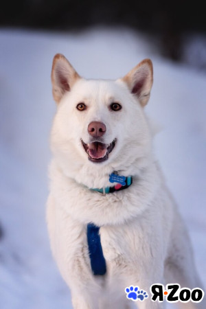 Красавчик Амир в добрые руки в Москве даром