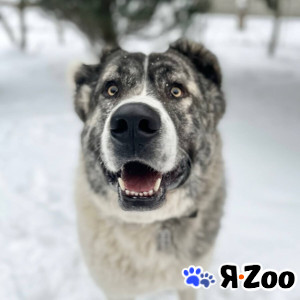 Кавказский волкодав в добрые руки в Москве даром