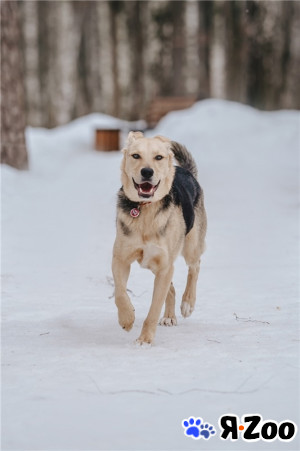 Чудесный пёс Дэнвер в добрые руки в Москве даром