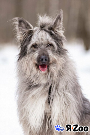 Красивая собака в добрые руки в Москве даром