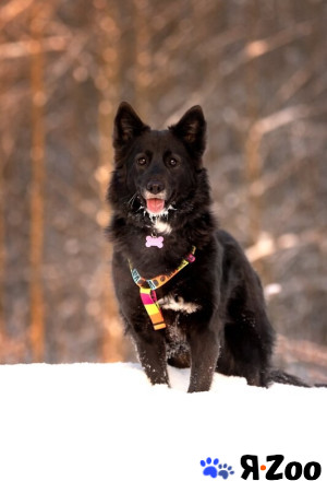 Красавица Рита в добрые руки в Москве даром