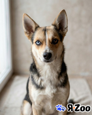 Сия - миниатюрная девочка с глазами из разных миров в Москве даром