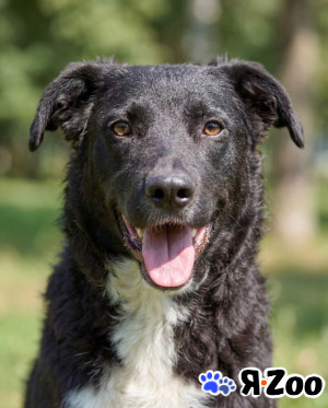 Ночка. Идеальная собака для квартиры в Москве даром