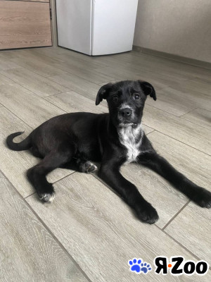 Ищут дом чудесные щенки Арчи, Оскар и Тея в Москве даром