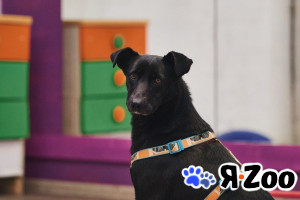 Чернушка: та, кто научит ценить доверие в Москве даром