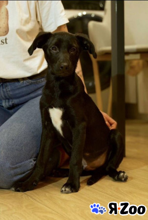 Щенок ищет свою семью в Москве даром