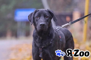 Зорро 3,5 года. ищет семью в Москве даром