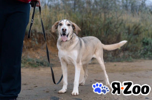 Три года надежды в глазах Рэя в Москве даром