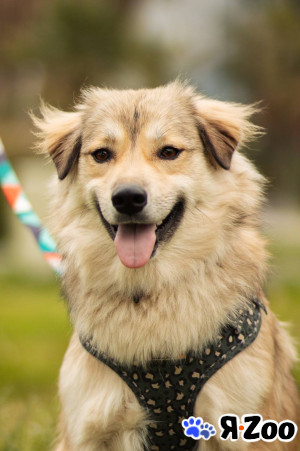 Белкин 2,5 года ищет дом в Москве даром