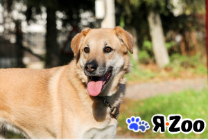 Чудесная Барабулька ищет дом и любящую семью в Москве