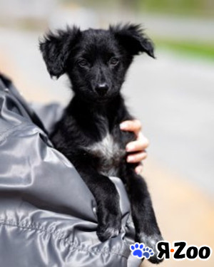 Щеночки ищут дом в Москве даром