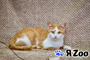 Саня котик 1,5 года ищет дом в Москве даром