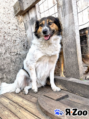 Ищем дом для Санты, собаки светлой души в Липецке даром