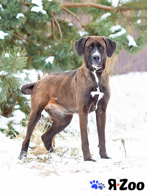 Красавица Лада, молодая добрая семейная собака ищет дом в Москве даром